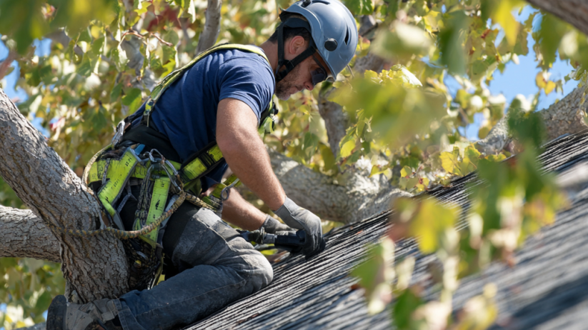 Trusted Trees Trimming in Montana
